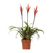 Vriesea Elan Toef - Ø12cm - ↕55cm - 123flora.nl