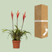 Vriesea Elan Toef - Ø12cm - ↕55cm - 123flora.nl