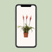 Vriesea Elan Toef - Ø12cm - ↕55cm - 123flora.nl