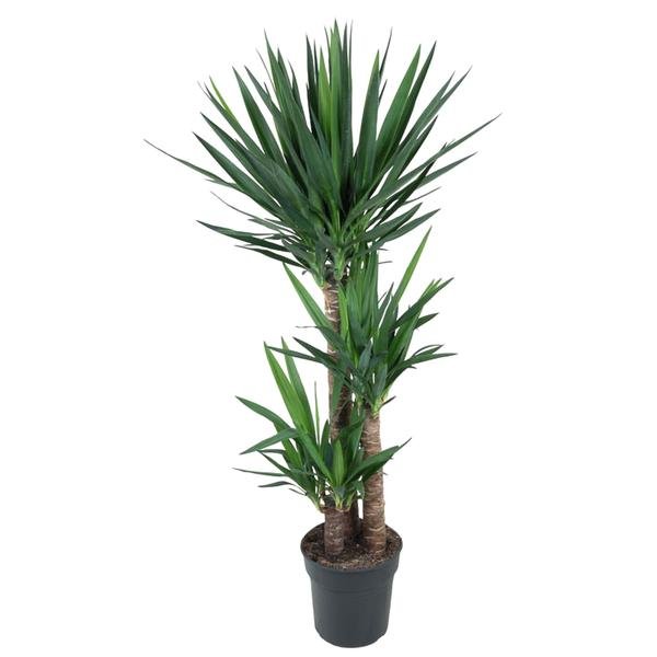 Yucca Elephantipe - 140 cm - ø27 - 123flora.nl