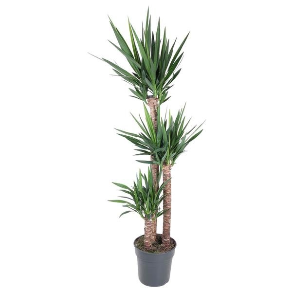 Yucca Elephantipe - 170 cm - ø31 - 123flora.nl