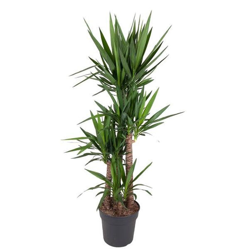 Yucca Elephantipe - 180 cm - ø34 - 123flora.nl