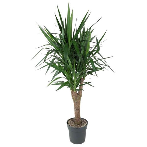 Yucca Elephantipe vertakt - 150 cm - ø31 - 123flora.nl