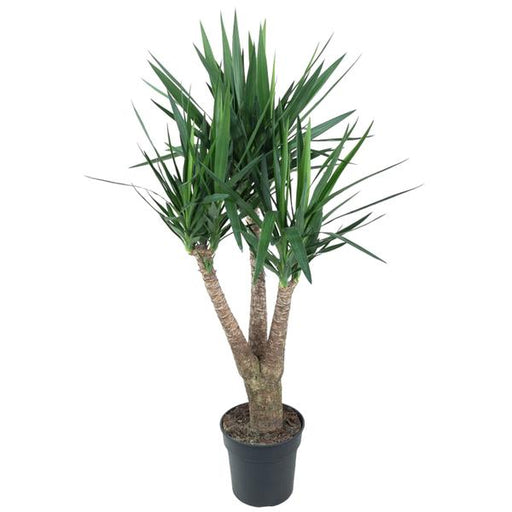 Yucca Elephantipe vertakt - 150 cm - ø31 - 123flora.nl