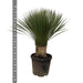 Yucca Rostrata - 120cm- Ø35 - 123flora.nl