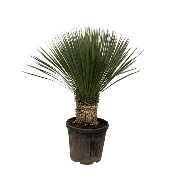 Yucca Rostrata - 120cm- Ø35 - 123flora.nl