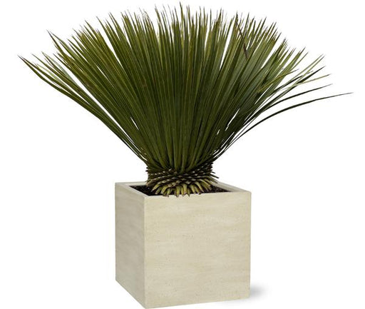 Yucca Rostrata - 90cm- Ø30 - 123flora.nl