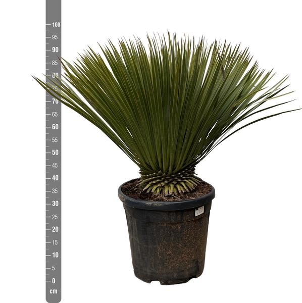 Yucca Rostrata - 90cm- Ø30 - 123flora.nl