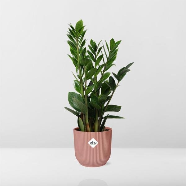 Zamioculcas – Hoogte 45-50 in ELHO Vibes Fold 14cm roze - 123flora.nl