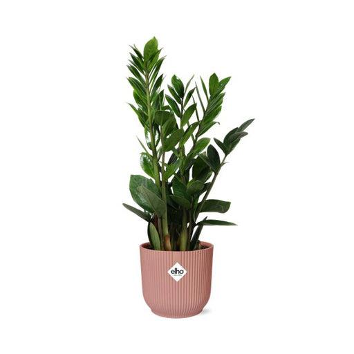 Zamioculcas – Hoogte 45-50 in ELHO Vibes Fold 14cm roze - 123flora.nl