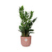 Zamioculcas – Hoogte 45-50 in ELHO Vibes Fold 14cm roze - 123flora.nl