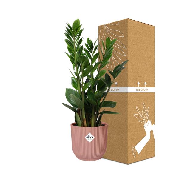 Zamioculcas – Hoogte 45-50 in ELHO Vibes Fold 14cm roze - 123flora.nl