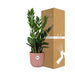 Zamioculcas – Hoogte 45-50 in ELHO Vibes Fold 14cm roze - 123flora.nl