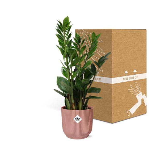 Zamioculcas – Hoogte 45-50 in ELHO Vibes Fold 14cm roze - 123flora.nl