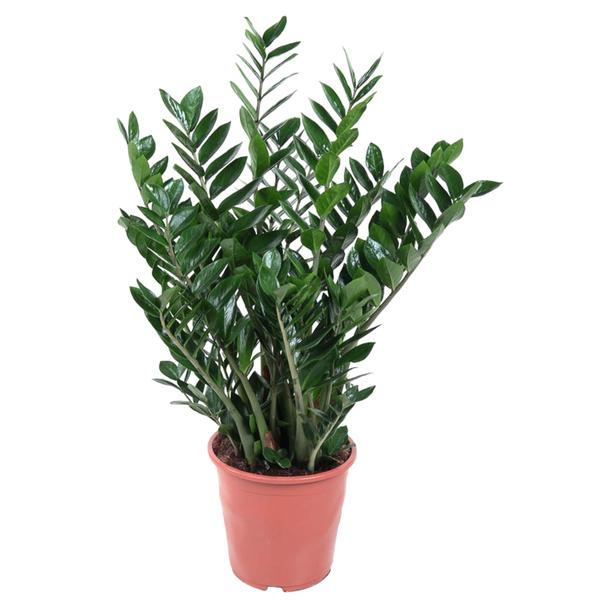 Zamioculcas Zamiifolia - 100 cm - ø27 - 123flora.nl