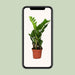 Zamioculcas Zamiifolia - Ø12 - ↨40cm - 123flora.nl