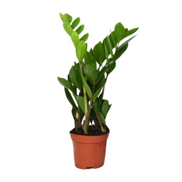 Zamioculcas Zamiifolia - Ø12 - ↨40cm - 123flora.nl