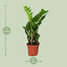 Zamioculcas Zamiifolia - Ø12 - ↨40cm - 123flora.nl