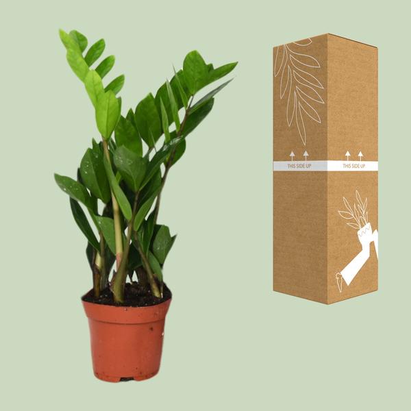 Zamioculcas Zamiifolia - Ø12 - ↨40cm - 123flora.nl