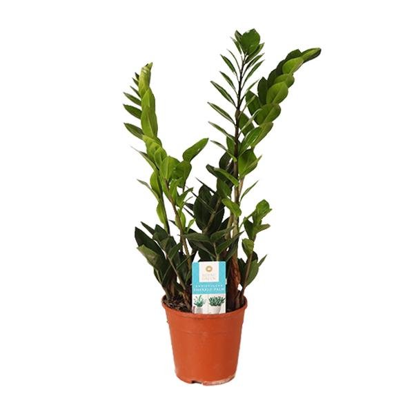 Zamioculcas Zamiifolia - Ø14cm - ↕45cm - 123flora.nl