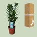 Zamioculcas Zamiifolia - Ø14cm - ↕55cm - 123flora.nl