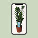 Zamioculcas Zamiifolia - Ø14cm - ↕55cm - 123flora.nl