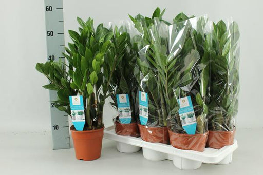 Zamioculcas Zamiifolia - Ø14cm - ↕55cm - 123flora.nl