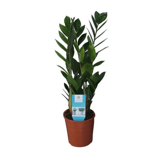 Zamioculcas Zamiifolia - Ø14cm - ↕55cm - 123flora.nl