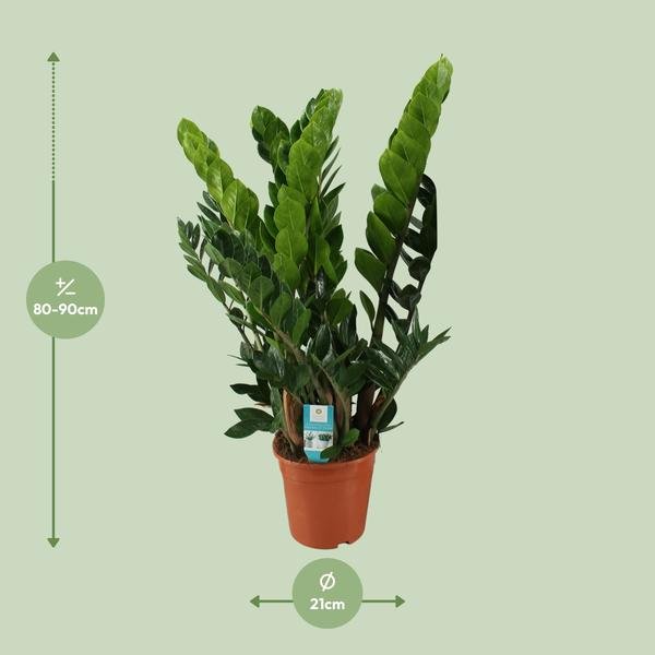 Zamioculcas Zamiifolia - Ø21 - ↨80cm - 123flora.nl