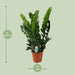 Zamioculcas Zamiifolia - Ø21 - ↨80cm - 123flora.nl