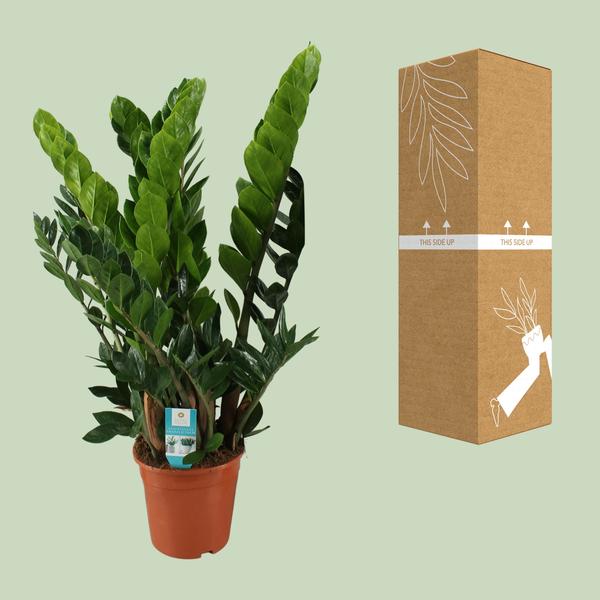 Zamioculcas Zamiifolia - Ø21 - ↨80cm - 123flora.nl