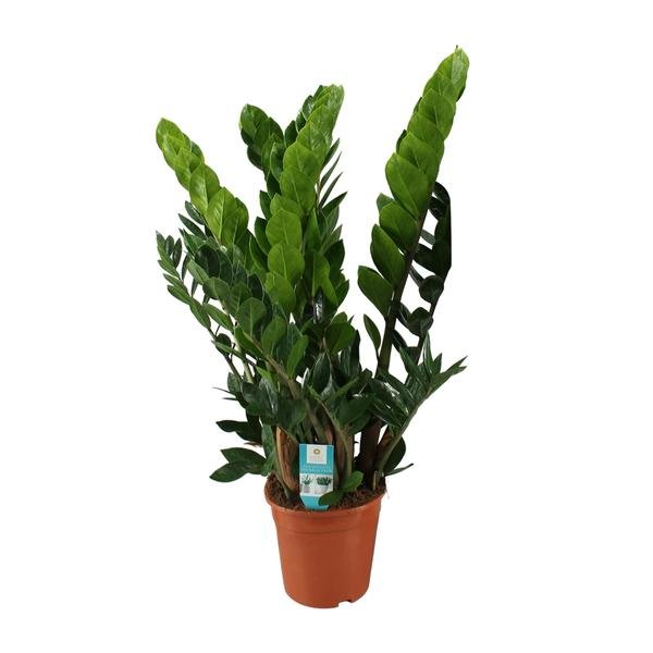 Zamioculcas Zamiifolia - Ø21 - ↨80cm - 123flora.nl