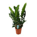 Zamioculcas Zamiifolia - Ø21 - ↨80cm - 123flora.nl